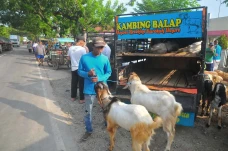 Pasar Hewan Ditutup,...