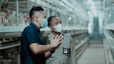Redam Impor Bibit Ayam...