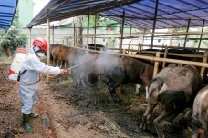 Cegah PMK, PMI Semprotkan...