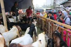 Jelang Idul Adha, Pedagang...