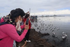 Melihat Migrasi Burung...