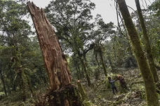 Pembalakan Liar di Gunung...