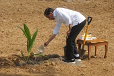 Presiden Jokowi Tanam...
