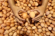 Harga Telur Ayam Terus...