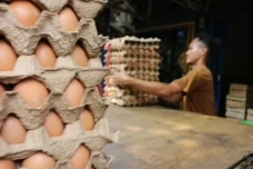 Harga Telur Ayam Masih...