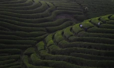 Menikmati Pesona Kebun...