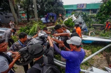 Pohon Tumbang Timpa...