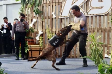 Melihat Aksi Anjing...