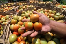 Harga Tomat di Tingkat...