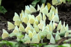 Musim Kupu-kupu di Taman...