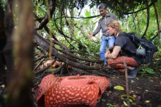 Wisata Bunga Rafflesia...
