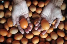 Harga Telur Ayam di...
