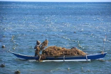 Panen Rumput Laut di...