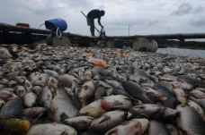 Ribuan Ikan Keramba...