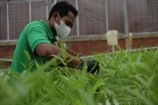 Melihat Kebun Hidroponik...