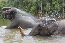 Wisata Gajah Jinak Sumatera...