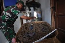 Prajuit TNI Budi Daya...