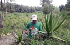 Melihat dari Dekat Budidaya...