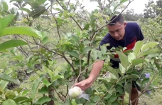 Potret Petani Milenial,...