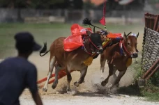 Latihan Karapan Sapi...