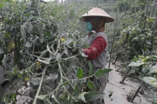 Petani Lereng Merapi...