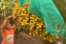 Mengunjungi Kebun Kurma...