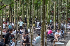 Wisata Alam Pohon Jati...