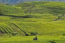 Libur Lebaran di Perkebunan...