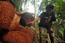 Cantiknya Rafflesia...