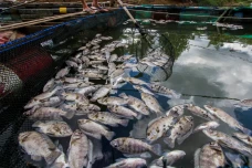 Belasan Ton Ikan Mati...