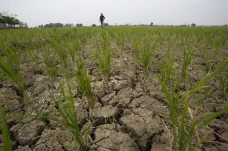 Sawah Mengering di Indramayu,...