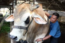 Sapi Kurban Terberat...