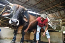 Berbobot 1 Ton, Sapi...