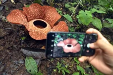 Cantiknya, Bunga Rafflesia...