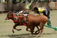 Adu Cepat Karapan Sapi...