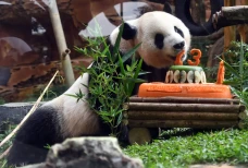 Giant Panda Cai Tao...