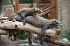 Pemberangkatan Komodo...