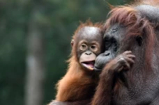 Peringatan Hari Orangutan...