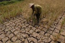 Akibat Kemarau, Petani...