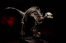 Kerangka Dinosaurus...