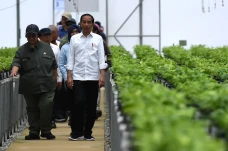 Presiden Tinjau Pembibitan...