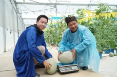 Penampakan Buah Melon...