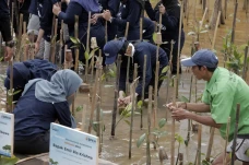 Tanam Ratusan Mangrove,...