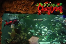 Santa Claus Beraksi...