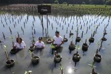 Aksi Penanaman Mangrove...
