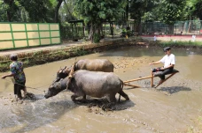 Peringati Hari Keanekaragaman...
