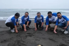 Pelepasan Tukik di Gianyar...
