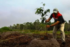 Taman Rawa Pertama Indonesia...