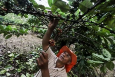 Kampung Kopi Luwak Liberika:...