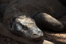 Menelusuri Jejak Komodo...